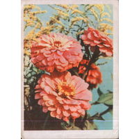 Подписанная открытка 1965г. БССР "Цинния" фото А. Ананьина