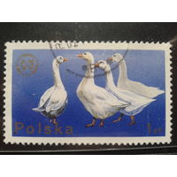 Польша 1975, Гуси