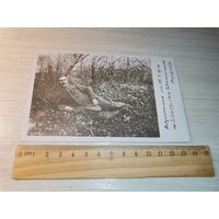 Почтовая карточка, фотография с изображением военнослужащего, до 1918 года., Замковый сад в Отрменкуре, Франция.