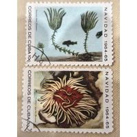 Куба 1964. Морская флора