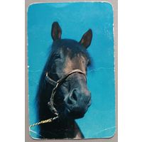 Лошадь. Календарик, 1990