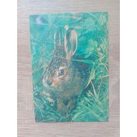 Календарик 1992-93