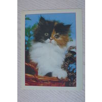 Котята; ~1990-е, чистая, МФЦП, Беларусь.