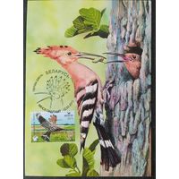 Беларусь 2013 КМ птица года, удод .