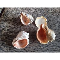 ЧЕРНОМОРСКИЕ МОРСКИЕ РАКУШКИ