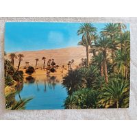 Алжир. Южный оазис в дюнах