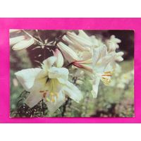 Лилия. Подписанная. 1968 года. Фото Томилина. 12.