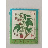 Флора Латвии - Малина обыкновенная (Rubus idaeus)