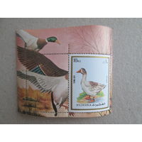 Фуджейра. Птицы.