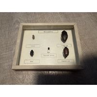 Учебное пособие. Жуки. Биология СССР