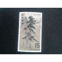 Япония, 1969. Сосновый лес