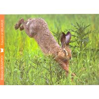 Фауна Беларуси: заяц-русак, тираж 4000 экз., чистая, 2016