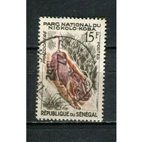 Сенегал - 1960 - Фауна. Африканский бородавочник 15Fr - [Mi.235] - 1 марка. Гашеная.  (Лот 22JA)-TG3P52