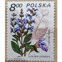 Польша 1980. Флора. Цветы. Salvia officinalis. Марка из серии