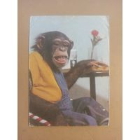 Календарь 1981 Цирк