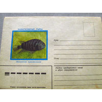 С026-0062 Конверт Чистый Аквариумные рыбы Цихлозома чернополосая 1982