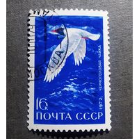Марка СССР 1972 год Птицы
