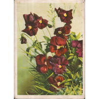 Подписанная открытка 1959г. "Анютины глазки" фото А. Шерстнев