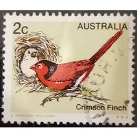 Австралия. Фауна. Птицы. Crimson Finch