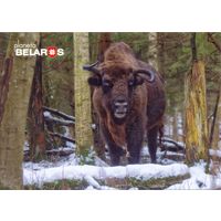 Планета Беларусь, Самка зубра в Красноборской пуще, 2022, тираж 3000