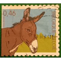 Бельгия 2006. Фауна. Осел