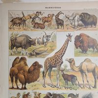 Энциклопедическая гравюра .MAMMIFERES 1.   Франция конец 19века.          .31х24см.