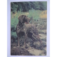 Календарик 1996 г. Курцхаар.