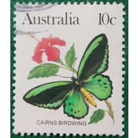 Австралия. Фауна. Cairns Birdwing