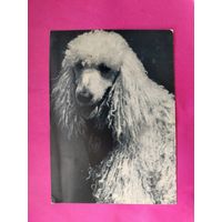 Пудель. Чистая. 1969 года. Фото Елисеева. 2618.