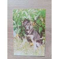 Календарик 1996