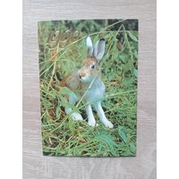 Календарик 1990