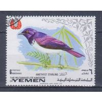[161] Йемен 1969. Фауна.Птицы.Аметистовый скворец. Гашеная марка.