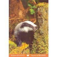 Фауна Беларуси: барсук, тираж 4000 экз., чистая, 2018