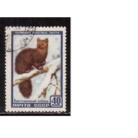 СССР-1957, (Заг.1913), гаш., Фауна, Соболь