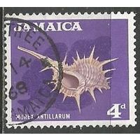 Ямайка. Молюск Иглянка. 1964г. Mi#224.