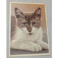 Кот. Издание ГДР. 1968, чистая, 10х15 см.