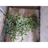 С рубля! Ель искусственная СССР