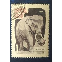 СССР 1964 слон, зоопарк 1 из 7.