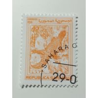 Сахара 1998. Ящерица