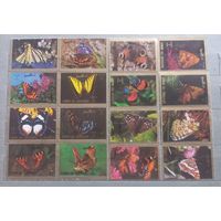 ОАЭ. Фауна. Бабочки.