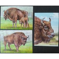 Беларусь 2024 открытки зубры.