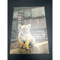 Открытка-перепутка. Типографский брак