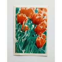 Двойная открытка Тюльпаны. Фото А.В.Рязанцева и П.И.Смолякова. 1968 г. Подписана