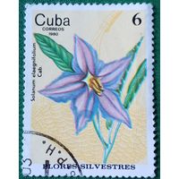 Куба 1980. Дикие цветы. Паслён