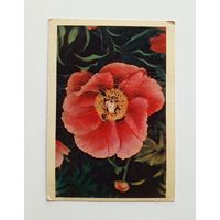 Открытка Пион. Фото Л.Раскина 1961 г. Чистая