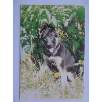 Календарик 1996 г.  Немецкая овчарка.