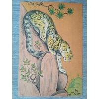 Горлов. Барс. Издание Тбилисского Зоопарка