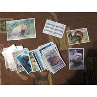 Наклейки Дикие животные  PANINI Wild Animals Цена указана за 1 шт.