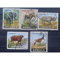 Ангола, колония Португалии, 1953. Фауна