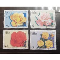Куба. 2007 год. Флора. Цветы. Розы (229)